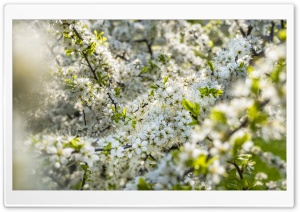 Tree Blossoms Depth of Field Ultra HD Wallpaper for 4K UHD Widescreen desktop, tablet & smartphone