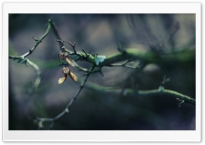 Tree Branch, Bokeh Ultra HD Wallpaper for 4K UHD Widescreen desktop, tablet & smartphone