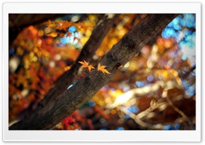 Tree Branch Bokeh Ultra HD Wallpaper for 4K UHD Widescreen desktop, tablet & smartphone