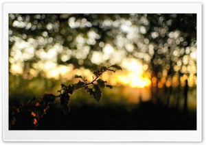 Tree Branch, Bokeh Ultra HD Wallpaper for 4K UHD Widescreen desktop, tablet & smartphone