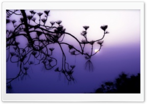 Tree Branch Silhouette at Dusk Ultra HD Wallpaper for 4K UHD Widescreen desktop, tablet & smartphone