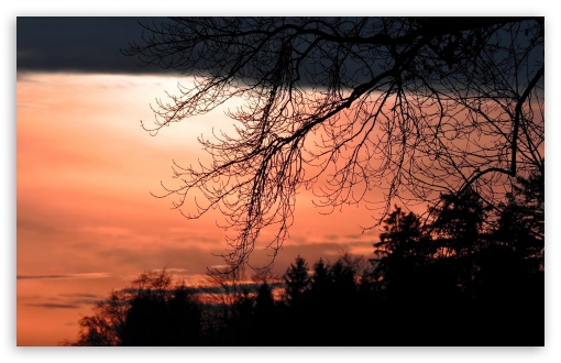 Tree Branches At Sunset UltraHD Wallpaper for HD 16:9 ; Widescreen 16:10 5:3 ; Fullscreen 4:3 5:4 3:2 ; Tablet 1:1 ; Mobile 3:5 3:4 ;