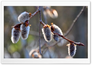 Tree Buds 4K UHD Wallpaper for Widescreen and UltraWide Desktop, UltraHD TV, Smartphone, Tablet
