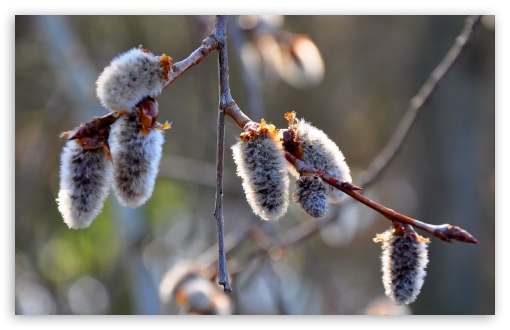 Tree Buds UltraHD Wallpaper for HD 16:9 ; Widescreen 16:10 5:3 ; Fullscreen 4:3 5:4 3:2 ; Tablet 1:1 ; Mobile 3:5 3:4 ;