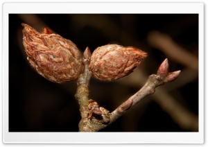 Tree Buds Ultra HD Wallpaper for 4K UHD Widescreen desktop, tablet & smartphone