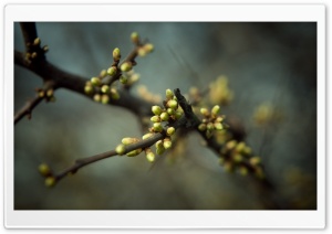 Tree Buds, Spring Ultra HD Wallpaper for 4K UHD Widescreen desktop, tablet & smartphone