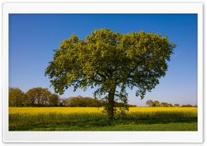 Tree By A Field Of Rape Ultra HD Wallpaper for 4K UHD Widescreen desktop, tablet & smartphone