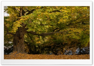 Tree by the Water, Autumn Ultra HD Wallpaper for 4K UHD Widescreen desktop, tablet & smartphone