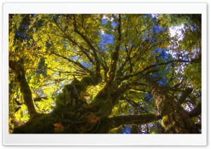 Tree Canopy From Below Ultra HD Wallpaper for 4K UHD Widescreen desktop, tablet & smartphone