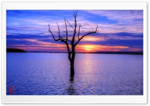 Tree, Clinton Lake Ultra HD Wallpaper for 4K UHD Widescreen desktop, tablet & smartphone