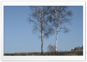 Tree Couple Ultra HD Wallpaper for 4K UHD Widescreen desktop, tablet & smartphone