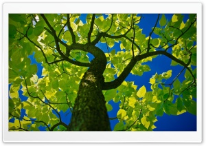 Tree Crown Ultra HD Wallpaper for 4K UHD Widescreen desktop, tablet & smartphone