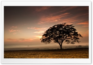 Tree, Evening Ultra HD Wallpaper for 4K UHD Widescreen desktop, tablet & smartphone