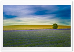 Tree Field Ultra HD Wallpaper for 4K UHD Widescreen desktop, tablet & smartphone