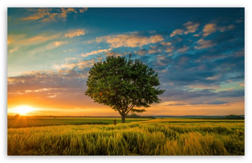 Tree, Field, Spring UltraHD Wallpaper for UHD 16:9 ; HD 16:9 ; UltraWide 21:9 24:10 32:9 32:10 ; Widescreen 16:10 5:3 ; Fullscreen 4:3 5:4 3:2 ; Tablet 1:1 ; Mobile 9:16 9:19.5 9:20 9:21 9:22 10:16 2:3 3:5 3:4 ; Dual 16:10 5:3 16:9 4:3 5:4 3:2 ;