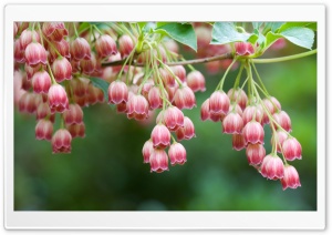 Tree Flowers Ultra HD Wallpaper for 4K UHD Widescreen desktop, tablet & smartphone