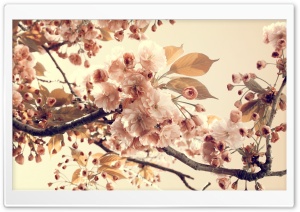 Tree Flowers Sepia Ultra HD Wallpaper for 4K UHD Widescreen desktop, tablet & smartphone