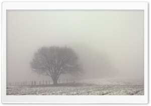 Tree, Fog, Field, Winter, Gloomy Ultra HD Wallpaper for 4K UHD Widescreen desktop, tablet & smartphone