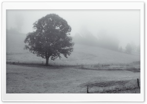 Tree, Foggy Morning, Black and White Ultra HD Wallpaper for 4K UHD Widescreen desktop, tablet & smartphone