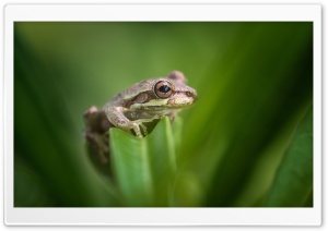 Tree Frog Habitat Ultra HD Wallpaper for 4K UHD Widescreen desktop, tablet & smartphone