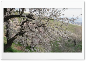 tree full of bloom 4K UHD Wallpaper for Widescreen and UltraWide Desktop, UltraHD TV, Smartphone, Tablet