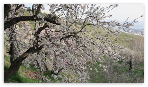 tree full of bloom UltraHD Wallpaper for UHD 16:9 ; HD 16:9 ;