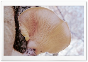 Tree Fungi Ultra HD Wallpaper for 4K UHD Widescreen desktop, tablet & smartphone