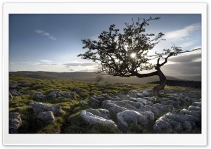 Tree Grown In Stones Ultra HD Wallpaper for 4K UHD Widescreen desktop, tablet & smartphone