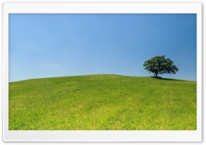 Tree, Hill Ultra HD Wallpaper for 4K UHD Widescreen desktop, tablet & smartphone