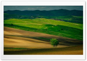 Tree in a Field, Spring Background Ultra HD Wallpaper for 4K UHD Widescreen desktop, tablet & smartphone