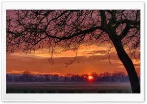 Tree In Sunset Ultra HD Wallpaper for 4K UHD Widescreen desktop, tablet & smartphone