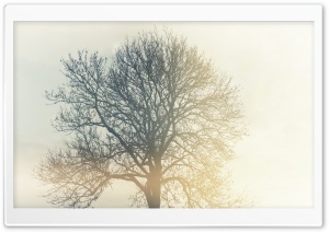 Tree in the Mist Ultra HD Wallpaper for 4K UHD Widescreen desktop, tablet & smartphone