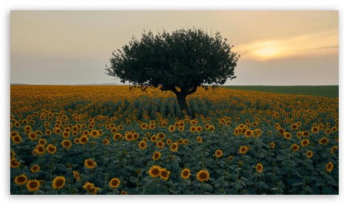 Tree in the Sunflower Field UltraHD Wallpaper for UHD 16:9 ; HD 16:9 ;