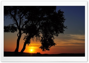 Tree In The Sunset Ultra HD Wallpaper for 4K UHD Widescreen desktop, tablet & smartphone