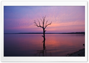 Tree In The Water Ultra HD Wallpaper for 4K UHD Widescreen desktop, tablet & smartphone