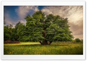 Tree, Landscape Ultra HD Wallpaper for 4K UHD Widescreen desktop, tablet & smartphone