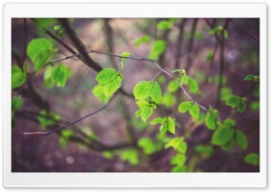 Tree Leaves Ultra HD Wallpaper for 4K UHD Widescreen desktop, tablet & smartphone