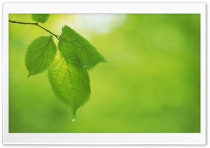 Tree Leaves 10 Ultra HD Wallpaper for 4K UHD Widescreen desktop, tablet & smartphone