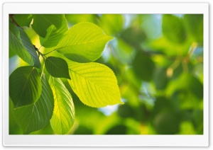 Tree Leaves 11 Ultra HD Wallpaper for 4K UHD Widescreen desktop, tablet & smartphone