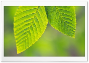 Tree Leaves 12 Ultra HD Wallpaper for 4K UHD Widescreen desktop, tablet & smartphone