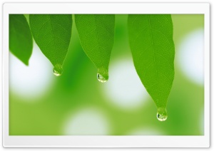 Tree Leaves 2 Ultra HD Wallpaper for 4K UHD Widescreen desktop, tablet & smartphone