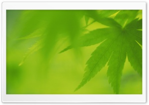 Tree Leaves 4 Ultra HD Wallpaper for 4K UHD Widescreen desktop, tablet & smartphone