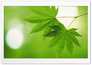 Tree Leaves 5 Ultra HD Wallpaper for 4K UHD Widescreen desktop, tablet & smartphone