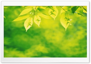 Tree Leaves 7 Ultra HD Wallpaper for 4K UHD Widescreen desktop, tablet & smartphone