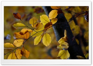 Tree Leaves, Autumn Ultra HD Wallpaper for 4K UHD Widescreen desktop, tablet & smartphone