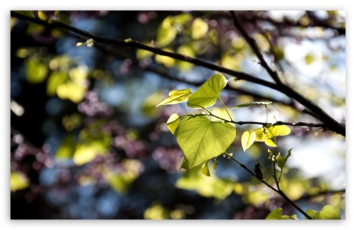 Tree Leaves Bokeh UltraHD Wallpaper for 8K UHD TV 16:9 Ultra High Definition 2160p 1440p 1080p 900p 720p ; Widescreen 16:10 5:3 WHXGA WQXGA WUXGA WXGA WGA ; Fullscreen 4:3 5:4 3:2 UXGA XGA SVGA QSXGA SXGA DVGA HVGA HQVGA ( Apple PowerBook G4 iPhone 4 3G 3GS iPod Touch ) ; Tablet 1:1 ; Mobile 3:5 3:4 - ; Dual 16:10 5:3 16:9 4:3 5:4 WHXGA WQXGA WUXGA WXGA WGA 2160p 1440p 1080p 900p 720p UXGA XGA SVGA QSXGA SXGA ;