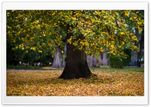 Tree, Leaves, Foliage, Autumn Ultra HD Wallpaper for 4K UHD Widescreen desktop, tablet & smartphone