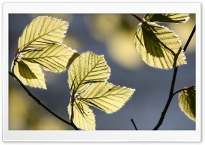 Tree Leaves In Sunlight Ultra HD Wallpaper for 4K UHD Widescreen desktop, tablet & smartphone