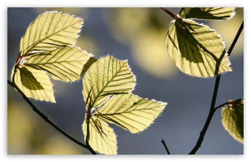 Tree Leaves In Sunlight UltraHD Wallpaper for HD 16:9 ; Widescreen 16:10 5:3 ; Fullscreen 4:3 5:4 3:2 ; Tablet 1:1 ;