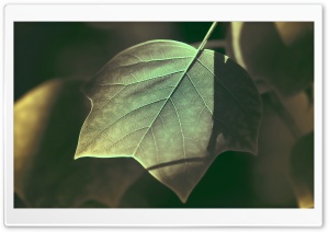 Tree Leaves Macro Ultra HD Wallpaper for 4K UHD Widescreen desktop, tablet & smartphone